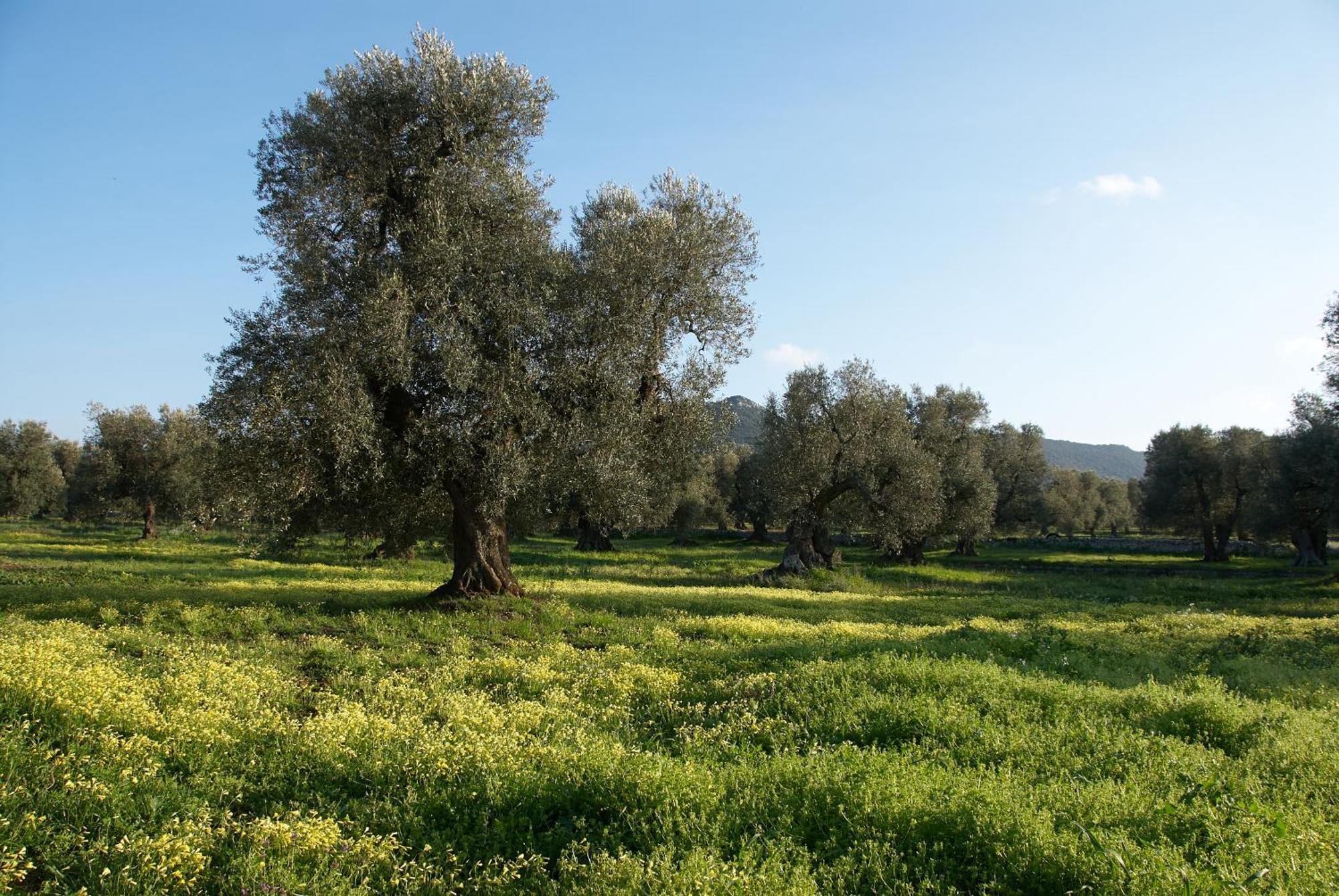 Minicasa nella natura, con piscina a due passi Ostuni Esterno foto